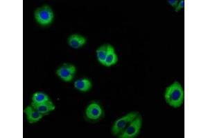 Immunofluorescence staining of HepG2 cells with ABIN7165690 at 1:133, counter-stained with DAPI.