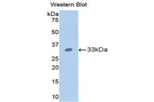 Western Blotting (WB) image for anti-Angiopoietin-Like 4 (ANGPTL4) (AA 183-401) antibody (ABIN1174065)
