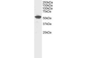 Image no. 1 for anti-Dual Specificity Phosphatase 10 (DUSP10) (AA 469-482) antibody (ABIN292029) (DUSP10 anticorps  (AA 469-482))