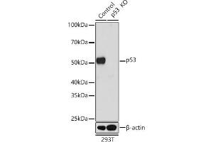 Western blot analysis of extracts from wild type (WT) and p53 knockout (KO) 293T cells, using p53 antibody (ABIN7271080) at 1:1000 dilution. (p53 anticorps)