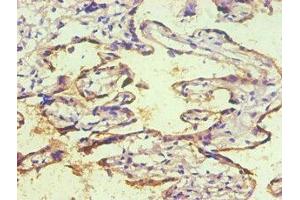 Immunohistochemical of paraffin-embedded human placenta tissue using ABIN7140934 (2E11-2B5) at dilution of 1:200.