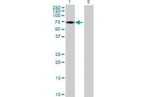 Western Blot analysis of ZNF449 expression in transfected 293T cell line by ZNF449 MaxPab polyclonal antibody. (ZNF449 anticorps  (AA 1-518))