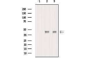 Western blot analysis of extracts from various samples, using ERK1/2 Antibody.