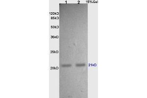L1 and L2 rat lung lysates probed with Anti TIMP-2 Polyclonal Antibody, Unconjugated (ABIN668346) at 1:200 in 4 °C. (TIMP2 anticorps  (AA 131-220))