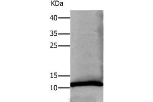 Western Blot analysis of Human lung tissue using DEFA1 Polyclonal Antibody at dilution of 1:550 (alpha Defensin 1 anticorps)