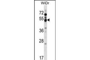 GPR84 Antibody (Center) (ABIN1538211 and ABIN2849011) western blot analysis in WiDr cell line lysates (35 μg/lane). (GPR84 anticorps  (AA 265-293))