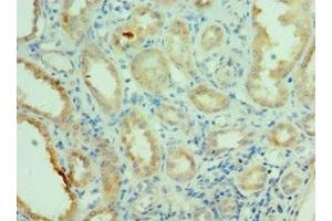 Immunohistochemistry of paraffin-embedded human kidney tissue using ABIN7169100 at dilution of 1:100 (NEK2 anticorps  (AA 1-135))