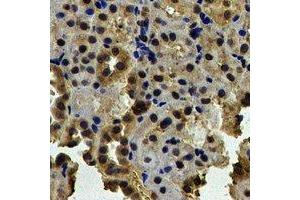 Immunohistochemical analysis of NAP1L1 staining in human kidney formalin fixed paraffin embedded tissue section.