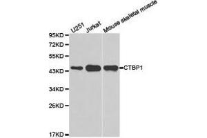 Western Blotting (WB) image for anti-C-terminal Binding Protein 1 (CTBP1) antibody (ABIN1872055) (CTBP1 anticorps)