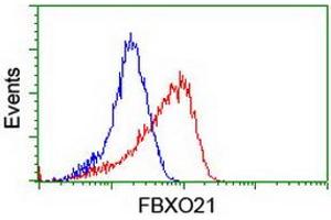Image no. 2 for anti-F-Box Protein 21 (FBXO21) antibody (ABIN1498231) (FBXO21 anticorps)