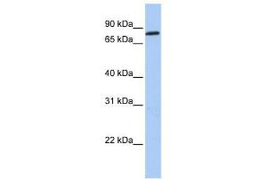 ZNF226 antibody used at 0. (ZNF226 anticorps  (C-Term))