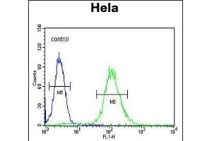 CCNG1 Antibody (N-term) (ABIN654893 and ABIN2844543) flow cytometric analysis of Hela cells (right histogram) compared to a negative control cell (left histogram). (Cyclin G1 anticorps  (N-Term))