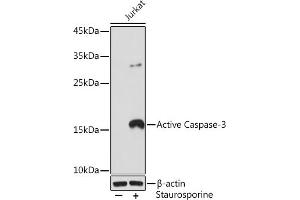 Western blot analysis of extracts of Jukat cells, using Active Caspase-3 Rabbit mAb (ABIN6133529, ABIN6135505, ABIN6135506 and ABIN7101369) at 1:500 dilution. (Caspase 3 anticorps)