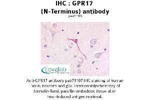 Image no. 1 for anti-G Protein-Coupled Receptor 17 (GPR17) (Extracellular Domain), (N-Term) antibody (ABIN1734989) (GPR17 anticorps  (Extracellular Domain, N-Term))