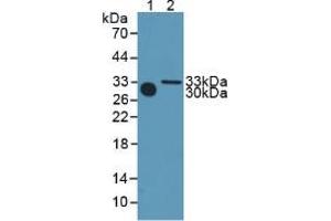 Western blot analysis of (1) Mouse Serum and (2) Mouse Heart Tissue. (METRN anticorps  (AA 22-291))