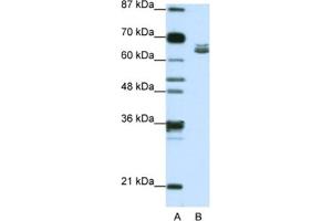 Western Blotting (WB) image for anti-Zinc Finger Protein 57 Homolog (ZFP57) antibody (ABIN2462027) (ZFP57 anticorps)