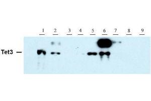 Tet3 antibody (pAb) tested by Western blot. (TET3 anticorps  (AA 1159-1329))