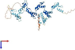 AlphaFold protein structure predicition of Human Recombinant ZNF157 Protein, UniprotID P51786