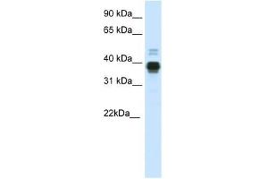 HOXA11 antibody used at 0. (Homeobox A11 anticorps  (C-Term))