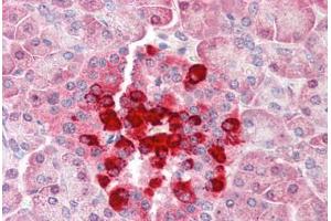 Human Pancreas (formalin-fixed, paraffin-embedded) stained with CFLAR antibody ABIN461877 at 5 ug/ml followed by biotinylated goat anti-rabbit IgG secondary antibody ABIN481713, alkaline phosphatase-streptavidin and chromogen.