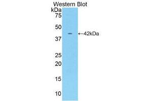 Western Blotting (WB) image for anti-Creatine Kinase, Muscle (CKM) (AA 11-367) antibody (ABIN1172311)