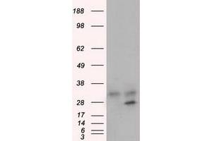 Image no. 1 for anti-Glycine N-Methyltransferase (GNMT) antibody (ABIN1498486) (GNMT anticorps)