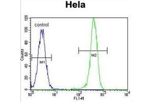 Flow cytometric analysis of Hela cells using Erythropoietin receptor  Antibody  (right histogram) compared to a negative control cell (left histogram). (EPOR anticorps  (Middle Region))