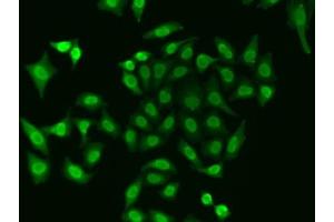 Immunofluorescence analysis of A549 cells using APEX1 antibody. (APEX1 anticorps  (AA 1-318))