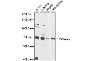 Western blot analysis of extracts of various cell lines, using MC1 antibody (ABIN6131495, ABIN6143452, ABIN6143453 and ABIN6216608) at 1:3000 dilution. (MAN1C1 anticorps  (AA 44-240))