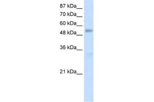 Western Blotting (WB) image for anti-DEAD (Asp-Glu-Ala-As) Box Polypeptide 19B (DDX19B) antibody (ABIN2462088) (DDX19B anticorps)