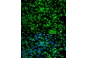 Immunofluorescence analysis of A-549 cells using PHYHD1 Polyclonal Antibody