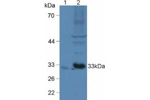 Western blot analysis of (1) Mouse Brain Tissue and (2) Mouse Heart Tissue. (CX3CL1 anticorps  (AA 25-332))