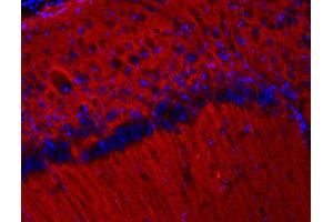 Indirect immunolabeling of PFA fixed mouse cortex section (dilution 1 : 200; red). (SV2B anticorps  (AA 2-17))
