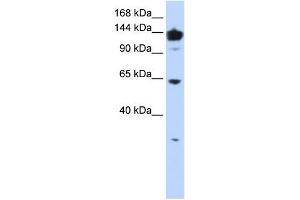 VARS antibody used at 1 ug/ml to detect target protein. (VARS anticorps  (Middle Region))