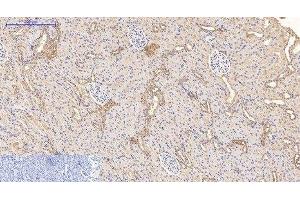Immunohistochemistry of paraffin-embedded Rat kidney tissue using CD21 Monoclonal Antibody at dilution of 1:200. (CD21 anticorps)