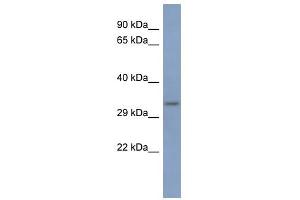 PCBP3 antibody used at 1 ug/ml to detect target protein. (PCBP3 anticorps)