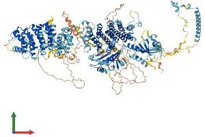 AlphaFold protein structure predicition of Mouse Recombinant Ralgapb Protein, UniprotID Q8BQZ4