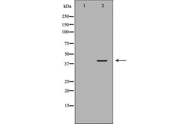 NCF4 抗体  (C-Term)