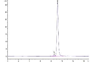 The purity of SARS-CoV-2 Spike RBD (Omicron BA.