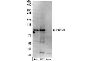 Western Blotting (WB) image for anti-FCH Domain Only 2 (FCHO2) (AA 125-175) antibody (ABIN7450243)
