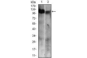 Western blot analysis using RB1 mouse mAb against Jurkat (1) and A431 (2) cell lysate.