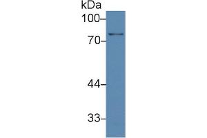 Western Blot; Sample: Human Lung lysate; Primary Ab: 3µg/ml Rabbit Anti-Human BFP Antibody Second Ab: 0. (RNF112 anticorps  (AA 73-322))