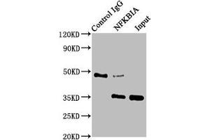 Immunoprecipitating NFKBIA in HepG2 whole cell lysate Lane 1: Rabbit control IgG instead of ABIN7127641 in HepG2 whole cell lysate.