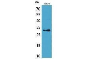 Western Blotting (WB) image for anti-Kallikrein 1 (KLK1) (Internal Region) antibody (ABIN3178466) (Kallikrein 1 anticorps  (Internal Region))