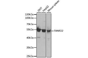 Western blot analysis of extracts of various cell lines, using TXNRD2 antibody.