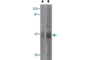 Western blot analysis of SIRT2 in human brain tissue lysate with SIRT2 polyclonal antibody  at (A) 2. (SIRT2 anticorps  (N-Term))