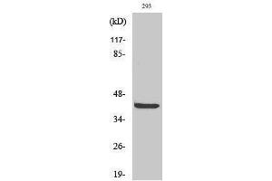 Western Blotting (WB) image for anti-AKT1 Substrate 1 (Proline-Rich) (AKT1S1) (Tyr791) antibody (ABIN3177005) (PRAS40 anticorps  (Tyr791))