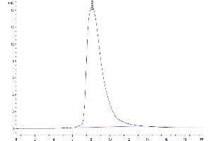 The purity of Biotinylated Human CD94 is greater than 95 % as determined by SEC-HPLC.