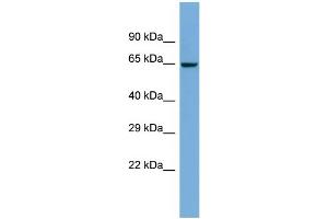 Host:  Rabbit  Target Name:  ZNF8  Sample Type:  COLO205 Whole Cell lysates  Antibody Dilution:  1. (ZNF8 anticorps  (N-Term))