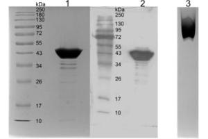Recombinant SARS-CoV-2 Nucleocapsid anticorps  (AA 1-419) (Fc Tag)